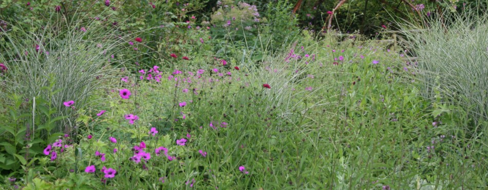 Haveindretning. grøftekant og blomstereng til 'vilde' haver