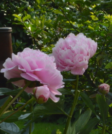 Haveplan med duftende, rosa silkepæoner langs havesti. Haveplan af Havearkitekt gruppen