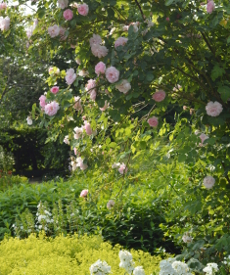 Haveplan med blomster hele året. Her forsommerens blomsterflor. Haveplan af Have arkitektgruppen