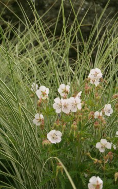 Haveindretning. Grøftekant og blomstereng til haver